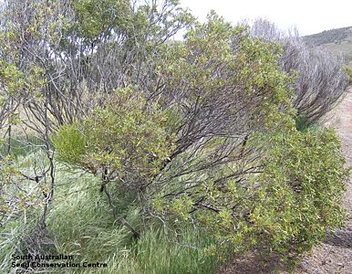Acacia quornensis shrub